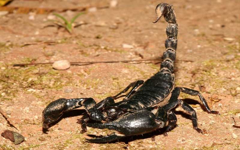 Scorpions à Marrakech Prévention et Procédures d'Intervention Professionnelle