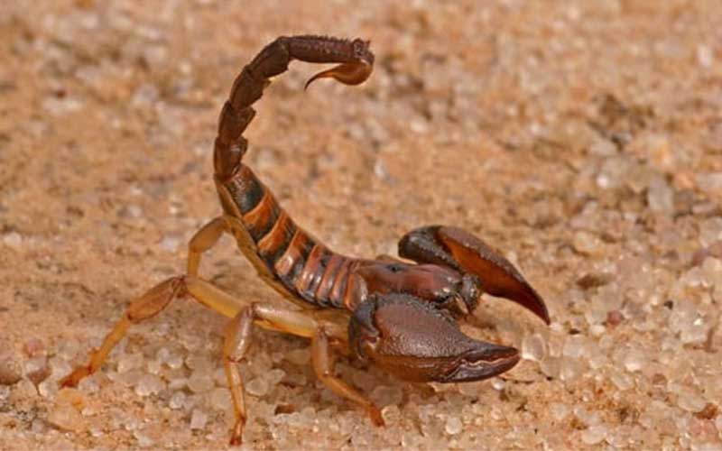 Répulsif scorpions à Marrakech